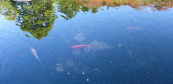 Koko-en, jardin de la résidence du seigneur, plan d'eau et carpes koi