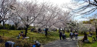 Parc Daisen (Sakai, Osaka), cerisier en fleurs au printemps 4