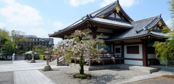 Hana Matsuri au temple Nishiarai Daishi (Tokyo), pavillon Komyo-den