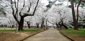 Parc d'Omiya (Saitama), balade sous les cerisiers en fleurs au printemps 2
