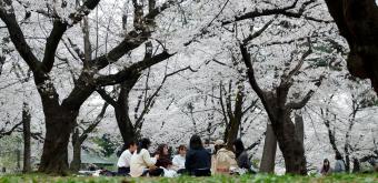 Parc d'Omiya (Saitama), hanami sous les cerisiers en fleurs au printemps 3