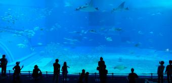 Aquarium Churaumi (Okinawa), grand bassin Mer de Kuroshio avec raies mantas