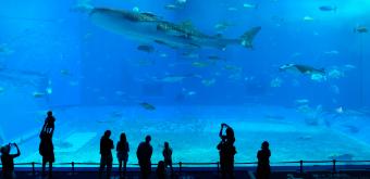 Aquarium Churaumi (Okinawa), grand bassin Mer de Kuroshio avec requin-baleine et raies mantas