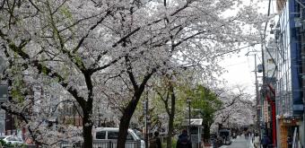 Kiyamachi-dori (Kyoto), rue fleurie au printemps