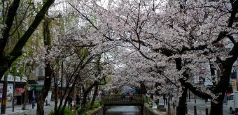 Kiyamachi-dori (Kyoto), vue sur le canal Takase avec les cerisiers en fleurs