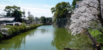 Château de Koriyama (Nara), vue sur les douves et les sakura en fleurs au début du printemps 2