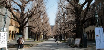Todai (Tokyo), allée de ginkgos en hiver devant l'auditorium Yasuda