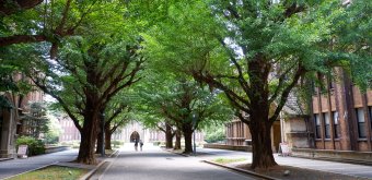 Todai (Tokyo), allée de ginkgos verts devant l'auditorium Yasuda