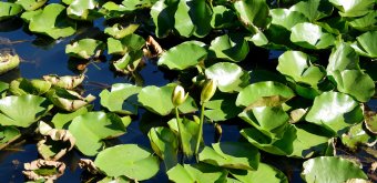 Meiji Jingu Gyoen (Tokyo), nénuphars avec feuilles séchées en été du plan d'eau Minami-ike