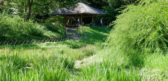 Meiji Jingu Gyoen (Tokyo), vue sur le champ d'iris en été et le pavillon Gazebo 2