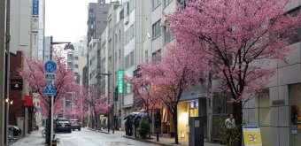 Ajisai-dori (Nihonbashi, Tokyo), vue sur l'avenue rose et fleurie début mars 2