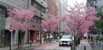 Ajisai-dori (Nihonbashi, Tokyo), vue sur l'avenue rose et fleurie début mars 3