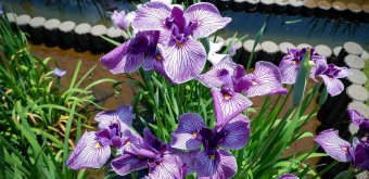  Horikiri Shobu-en (Tokyo), vue en détail des iris d'eau du jardin 2