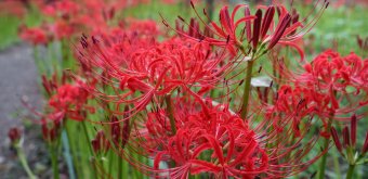 Kinchakuda Manjushage (Saitama), vue sur des lycoris rouges en fleurs et en bouton