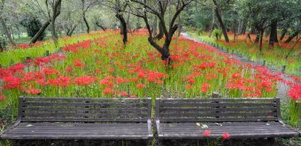 Kinchakuda Manjushage (Saitama), bancs et champs de lycoris rouges en fleurs sous la pluie