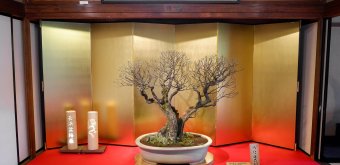 Nagahama Bonbaiten (lac Biwa), exposition du prunier en pot baptisé Akebono