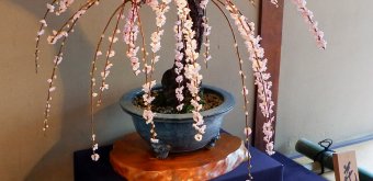 Nagahama Bonbaiten (lac Biwa), exposition du prunier en pot baptisé Hanakanzasi