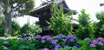 Hakusan-jinja (Tokyo), floraison des hortensias du parc Hakusan
