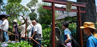 Hakusan-jinja (Tokyo), file d'attente pour traverser la colline Fujizuka pendant Bunkyo Ajisai Matsuri