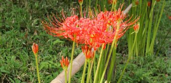 Koishikawa Korakuen (Tokyo), Higanbana en fleurs