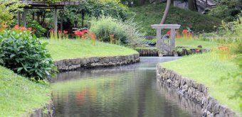 Koishikawa Korakuen (Tokyo), lycoris rouges par touches au bord de l'eau