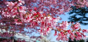 Tokyo, cerisier précoce Kawazu en fleurs en février et mars
