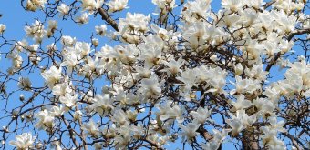 Shinjuku Gyoen (Tokyo), magnolia en fleurs en mars