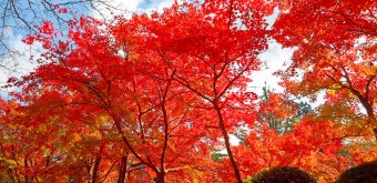 Mont Koya (Wakayama), érables Koyo de couleur rouge début novembre