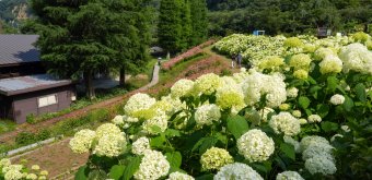 Festival des hortensias de la vallée Akigawa (Tokyo), hortensias blancs au parc Wonderful Nature Village Ajisai 2