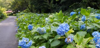 Festival des hortensias de la vallée Akigawa (Tokyo), hortensias bleus au parc Wonderful Nature Village Ajisai 4