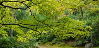 Arashiyama (Kyoto), jardin de la villa Okochi Sanso