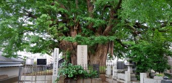 Azabu-Juban (Tokyo), Ancien gingko biloba du temple Zenpuku-ji à Moto-Azabu