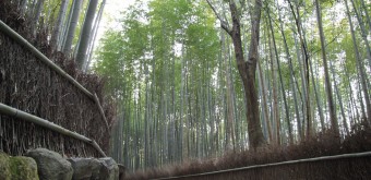 Forêt de bambous d'Arashiyama à Kyoto, Sentier entre les arbres 4