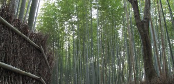 Forêt de bambous d'Arashiyama à Kyoto, Sentier entre les arbres 5