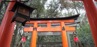 Fushimi Inari Taisha à Kyoto, Portes torii et statues de renard Inari