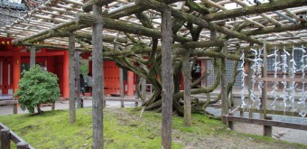 Sanctuaire Kasuga Taisha à Nara, Pergola soutenant une glycine