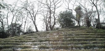 Kokyo Palais Impérial de Tokyo, agencement du jardin