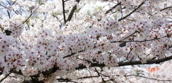 Une branche de cerisier au bord du Canal Okazaki 2
