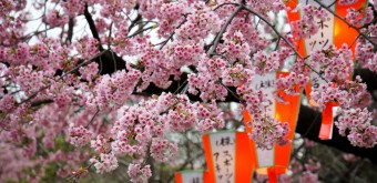 Parc de Ueno, cerisiers précoces Kawazu-zakura en fleurs et lanternes du matsuri 3