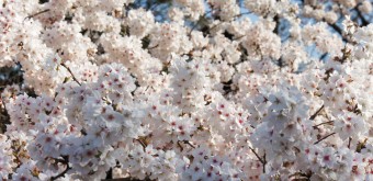 Shinjuku Gyoen (Tokyo), cerisiers en fleurs au printemps 6