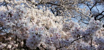 Shinjuku Gyoen (Tokyo), cerisiers en fleurs au printemps 7