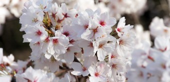 Shinjuku Gyoen (Tokyo), cerisiers en fleurs au printemps 8