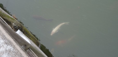 Brooklyn Botanic Garden 15