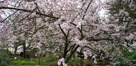 jardin-japonais-nantes-2