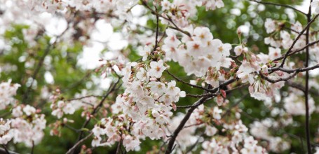 Parc Sumida (Tokyo), floraison des sakura fin mars sous la pluie