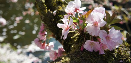 Fleurs de sakura japonais au début du printemps 3