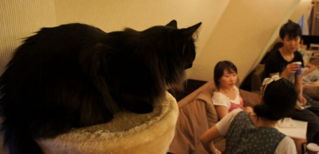 neko-cafe-japon-chats