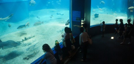 Aquarium Kaiyukan (Osaka), vue sur le bassin géant