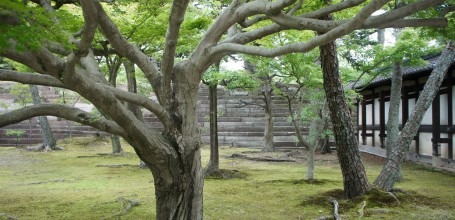 Château de Nijo (Kyoto), Arbres anciens au palais Honmaru-goten