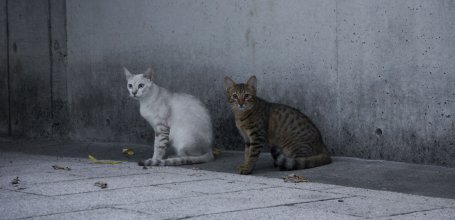 Chat croisé dans la rue au Japon 3